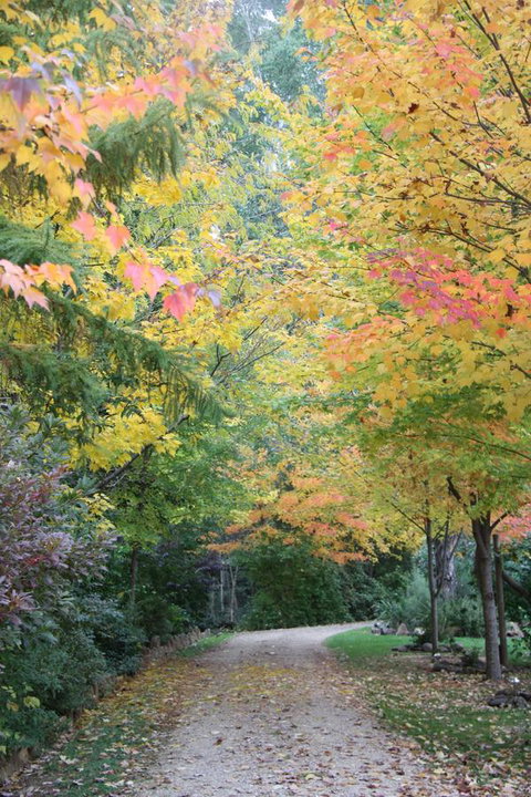 Shady Brook Cottages - Hotel NSW 12