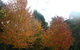Shady Brook Cottages - thumb 13
