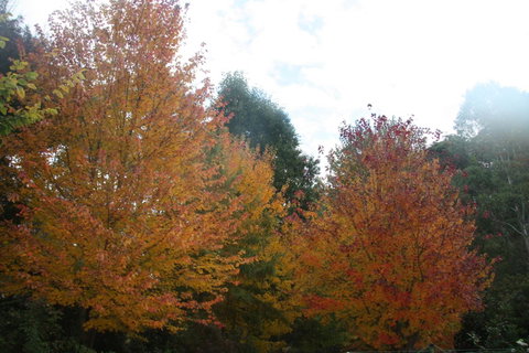 Shady Brook Cottages - Hotel NSW 13