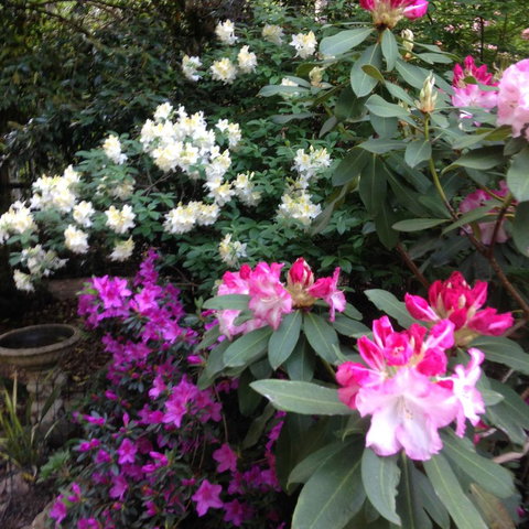 Shady Brook Cottages - Hotel NSW 10