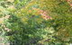 Shady Brook Cottages - thumb 14