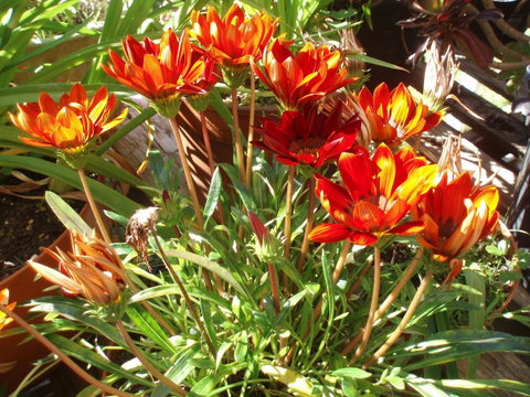 Aloha Ha Phillip Island - Hotel NSW 25