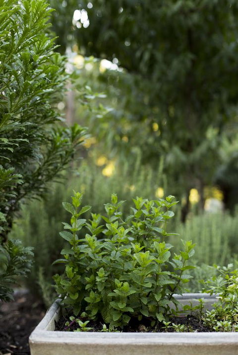 Botanica Editions - Hotel NSW 5