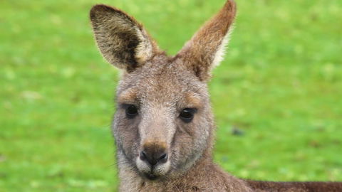 Limosa Rise - Hotel NSW 16