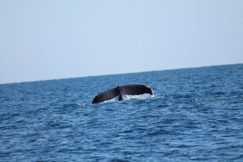 The Cove Holiday Village - Hotel NSW 1