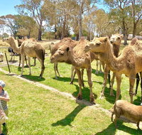 The Funny Farm - Animals / Churchhouse / Amazing Experience - Hotel NSW
