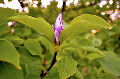 The Glasshouse Boutique Accommodation - Hotel NSW 2