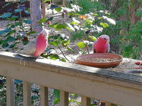 The Treehouse In Dawesville