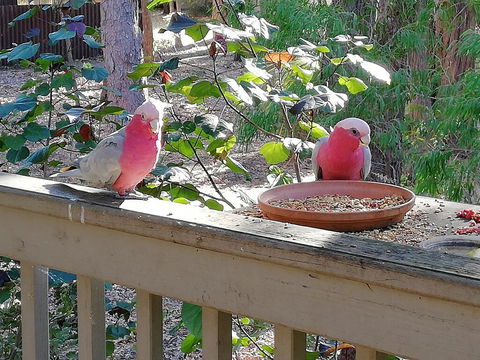 The Treehouse In Dawesville - Hotel NSW 1