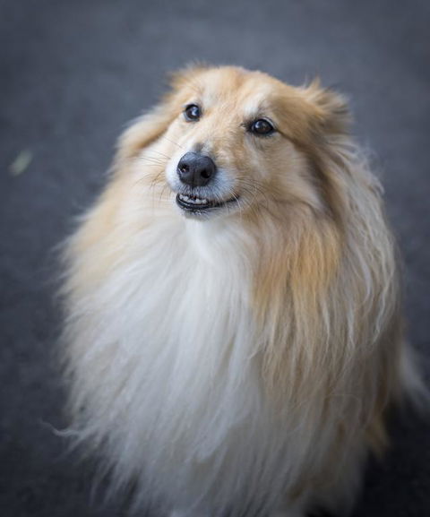 Walhalla Wild Cherry - Hotel NSW 3