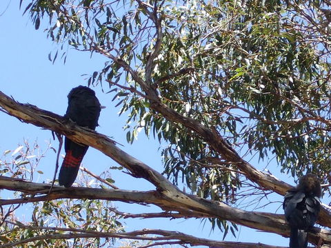 Wanderers Rest Of Kangaroo Island - Hotel NSW 2