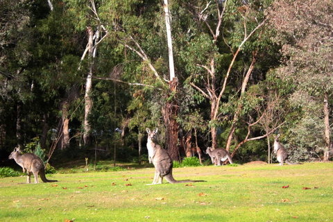 Marwood Villas - Hotel NSW 28