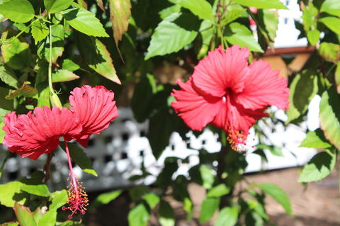 Amaroo On Mandalay, Magnetic Island - Hotel NSW 35