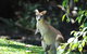 Sanctuary Palm Cove - thumb 6