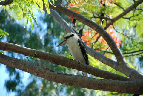 Sanctuary Palm Cove - Hotel NSW 7