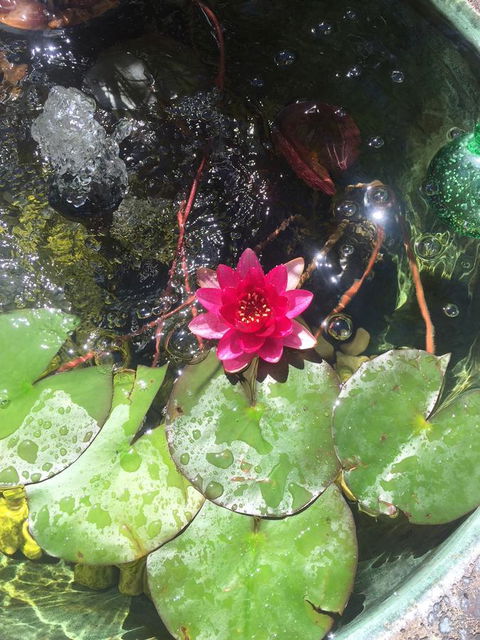 Bed & Breakfast 1 Bedroom Guest House - Hotel NSW 42