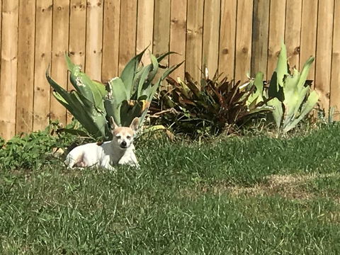 Whitsunday Luxury Homes - Hotel NSW 42