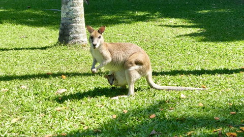 Argosy On The Beach - Hotel NSW 14