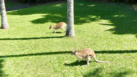 Argosy On The Beach - Hotel NSW 15