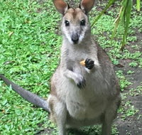 Bluewater Bed  Breakfast Cairns - Hotel NSW