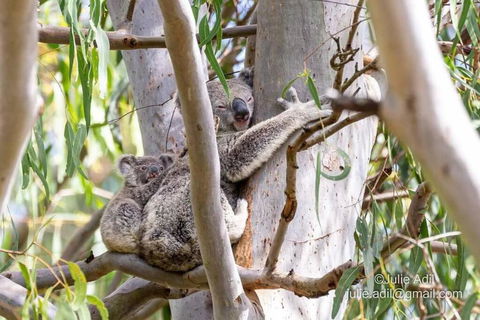 A Quiet Unit Overlooking A Reserve - Hotel NSW 0