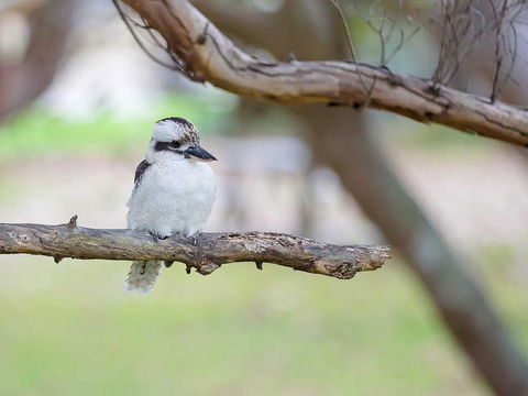 1 'Intrepid', 3 Intrepid Close - Amazing Views Of Shoal Bay, Only 100m From The Beach - Hotel NSW 1