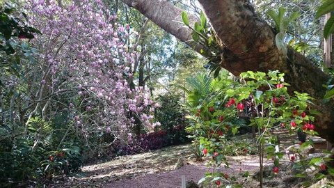 305 Montville - The Artist's Cottage - Hotel NSW 3
