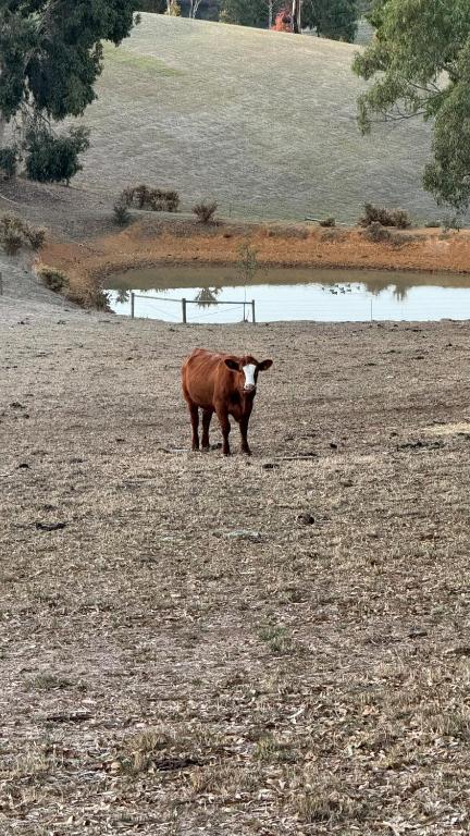 Farm Stay Picturesque Views - Hotel NSW 3