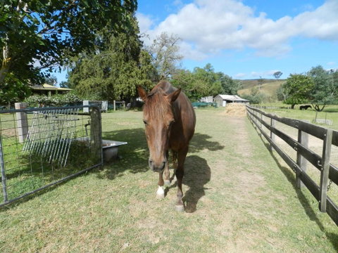Glenfield Cottage - Hotel NSW 2