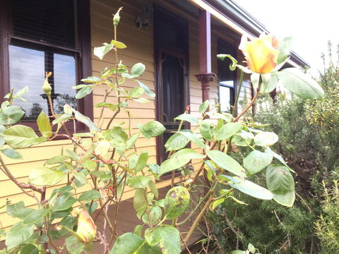 Albion Cottage - Hotel NSW 0