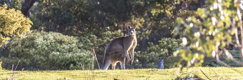 Alkina Lodge - Great Ocean Road - Hotel NSW 3