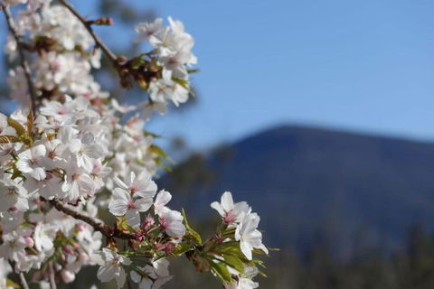 Mountains And Treetops Retreat - Nature Getaway - Hotel NSW 3