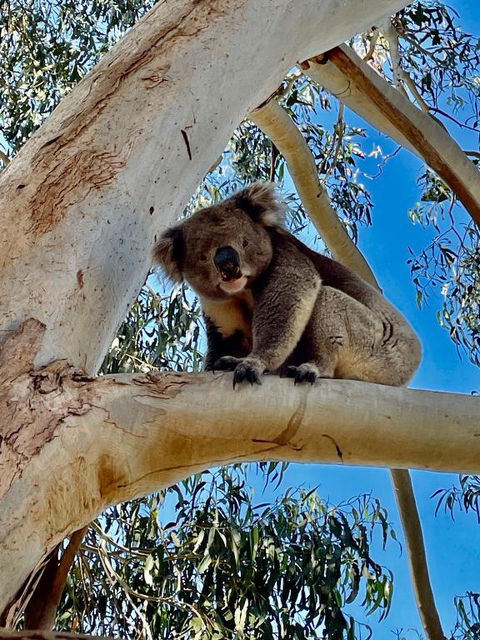 MrandMrs Fish Cabins - Hotel NSW 1
