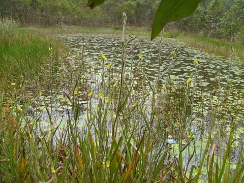 Back To The Bush - Hotel NSW 3
