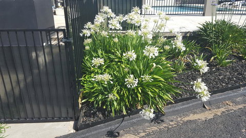 Bathurst Gold Panner - Hotel NSW 1