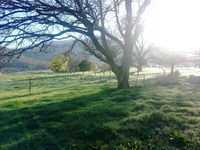 Book Mongans Bridge Accommodation Vacations Hotel NSW Hotel NSW