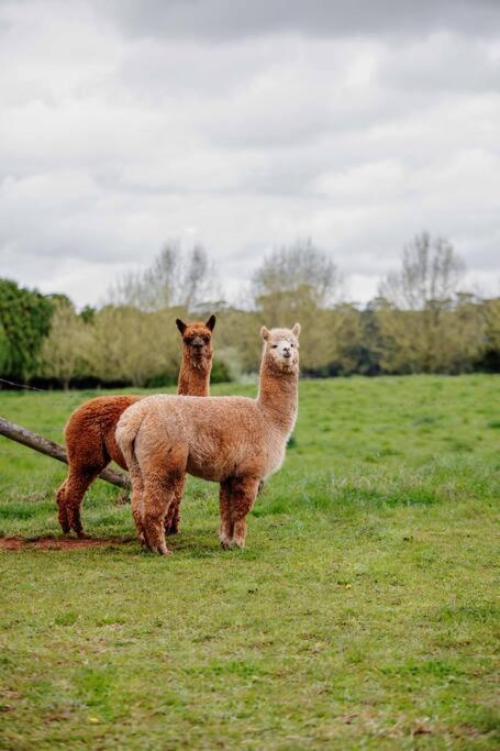 Romantic Luxury Tiny Home In An Idyllic Setting - Hotel NSW 3