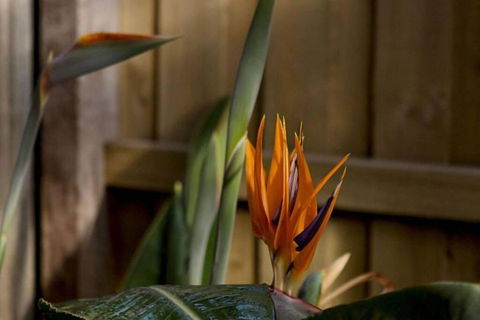 Rose Cottage - Hotel NSW 1