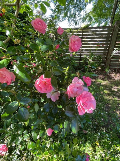 Rosehaven On Rosebud - Hotel NSW 1