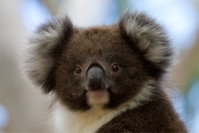 Book Cape Otway Accommodation Vacations Hotel NSW Hotel NSW