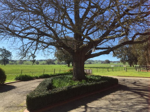 Birchwood Cottage - Hotel NSW 1