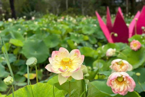 Tiny House At Gilderoy Valley Views - Hotel NSW 2