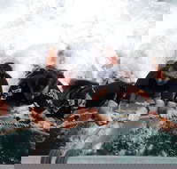 Cruise in Moreton Bay Marine Park and Moreton Island - Hotel NSW