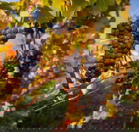 Full Day Tamar Valley Wine Tour - Hotel NSW