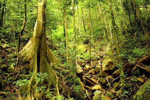 Cairns 4WD Waterfall And Rainforest Tour Including Kuranda Scenic Railway - Hotel NSW 1