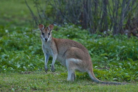 Cairns 4WD Waterfall And Rainforest Tour Including Kuranda Scenic Railway - Hotel NSW 2