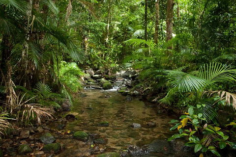 Cairns Reef And Rainforest Combo: Daintree Rainforest And The Great Barrier Reef - Hotel NSW 1
