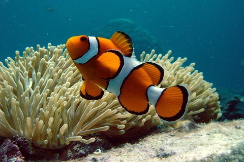 Cairns Reef And Rainforest Combo: Daintree Rainforest And The Great Barrier Reef - Hotel NSW 2