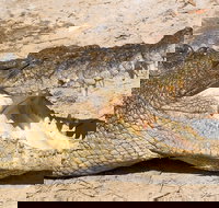 4-Day Cairns Ultimate Combo Daintree Rainforest Reef Kuranda  Paronella Park - Hotel NSW