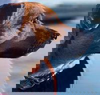 1.5-Hour Boat Rental in Melbourne - Hotel NSW